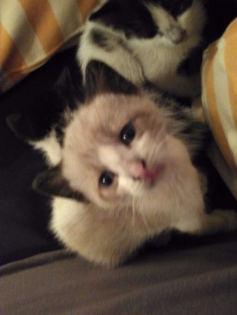 adoptado